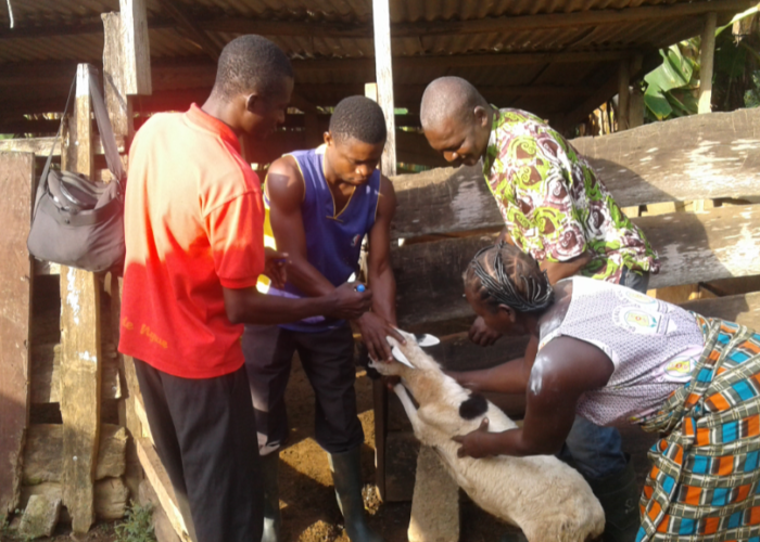 GIBICTS Mass Vaccination of Ruminants in Adadekrom Village